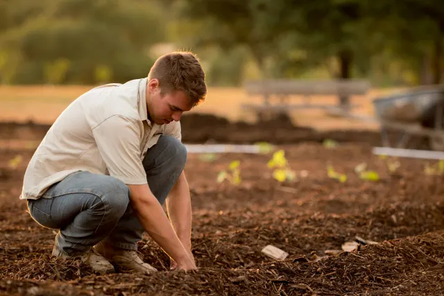 A person kneeling on the ground and bending forward to work the soil of a garden bed